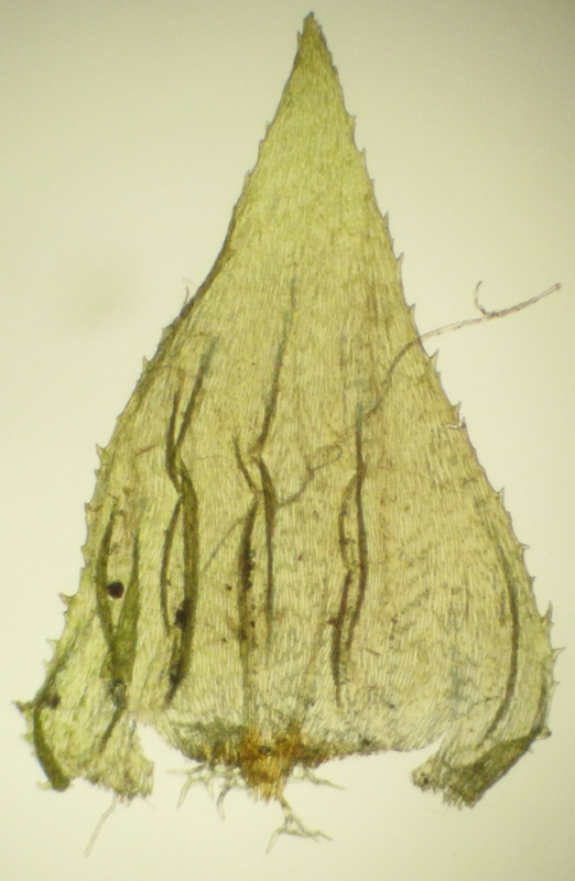 Hylocomiastrum umbratum
